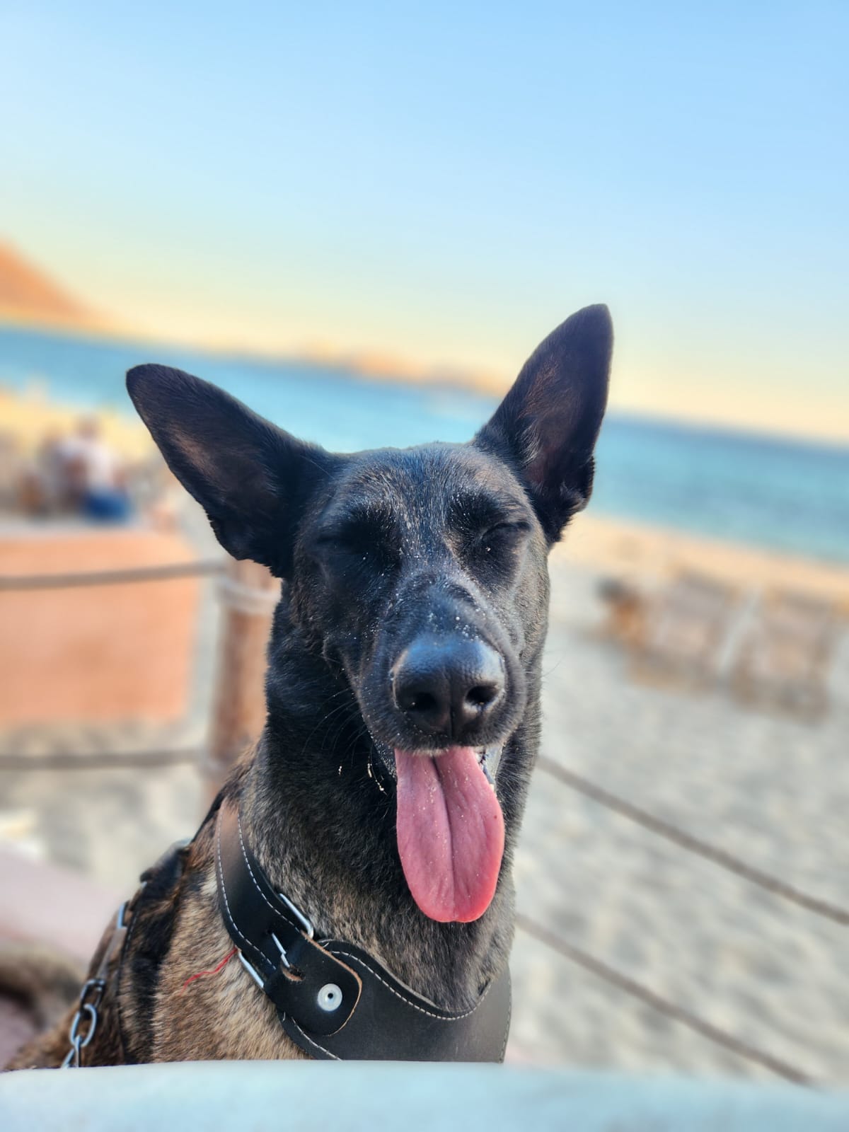 Kira, rostro de Animales Chistosos